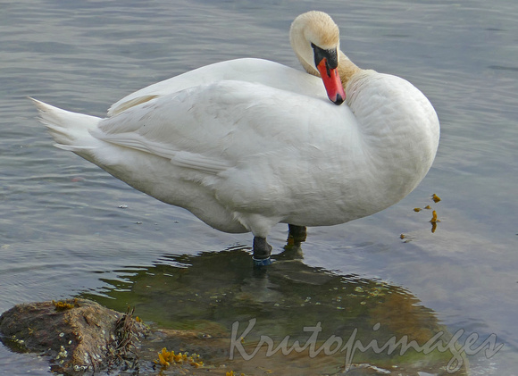 White Swan standing in water