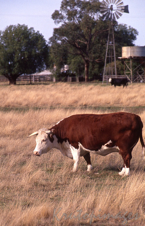 Hereford cow in a paddock with windmill in the background-rural Victoria