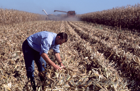 Maize-worker inspects crop