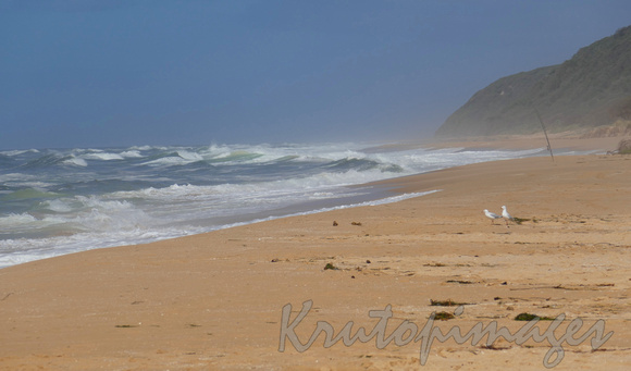 Seagulls waiting for a catch -Ninety Mile Beach