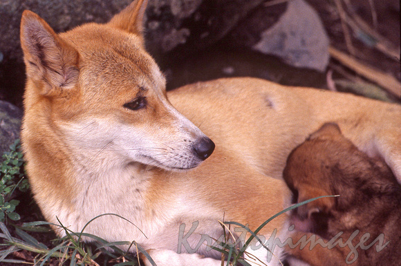 Dingo mum with a feeding pup-sc