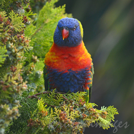 Rainbow Lorikeet-parrot