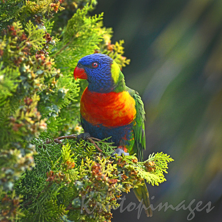 Rainbow Lorikeet-parrot