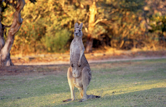 mature grey kangaroo stands tall in a paddock at sunset-Victoria