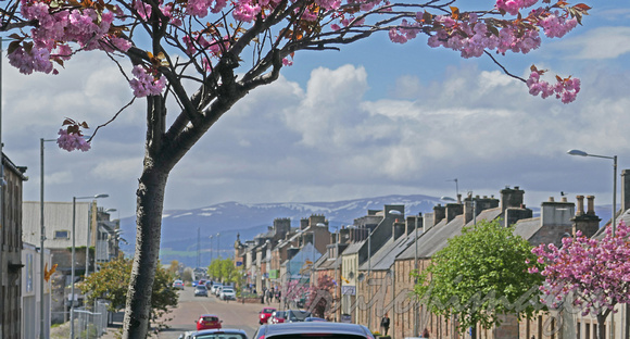 Invergordon blossoms line the streets-90856
