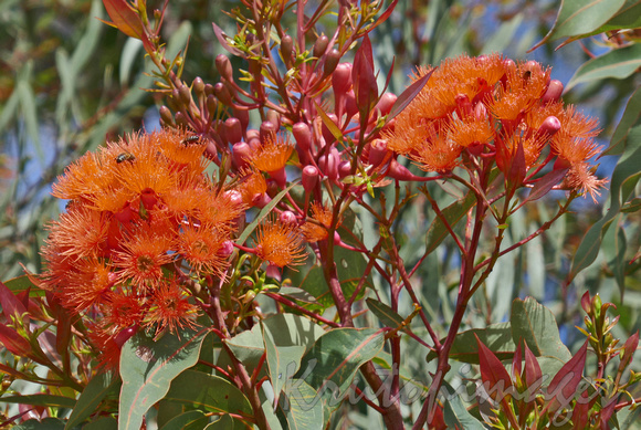 Corymbia ficiflia -Baby Orange in Australian native garden