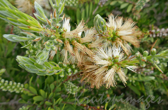 detail of Calistemon citrinus a Protaceae -Australian Native garden