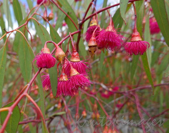 Brilliant scarlet red flowers of the native Australian Corymbia red flowering gum an ornamental eucalyptus tree.