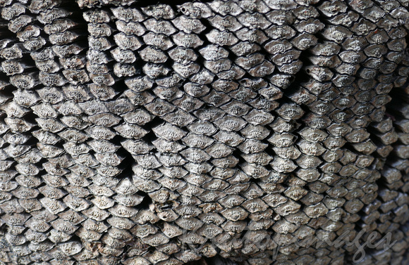 close up detail of tropical tree trunk