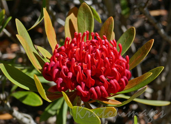 Telopea Braidwood Brilliant a Proteaceae in Aust native garden 1