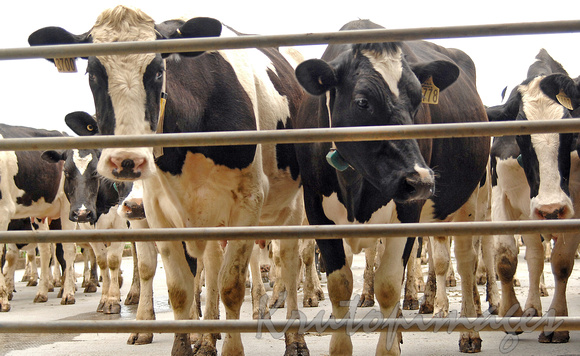 Dairy farming- yards queue grows as Friesian cows enter the pens