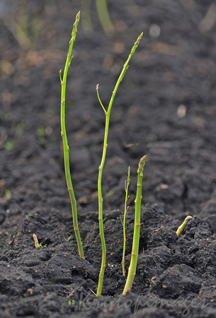 Asparagus shoots from the brown dirt in southern Victoria