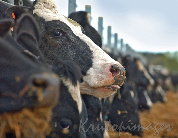 Freisan cattle in feeding pens Victoria