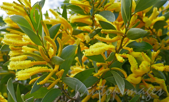 Wattle flowers close up