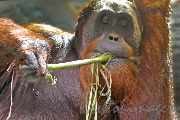 Orangutan having a bamboo snack