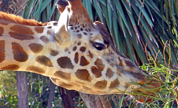 Giraffe close up head shot feeding