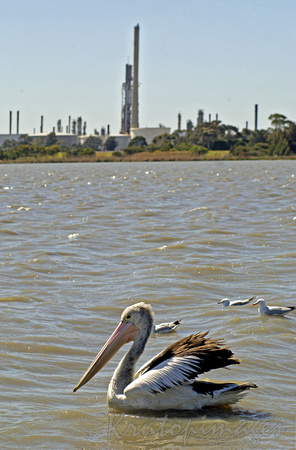 Pelican on a lake with a refinery backdrop