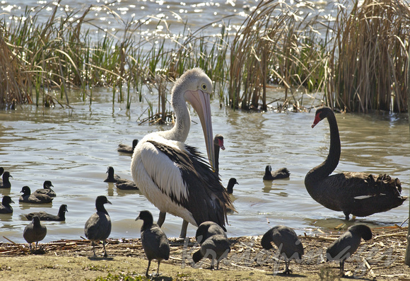 Pelican Black Swan and waterfowl at the lake