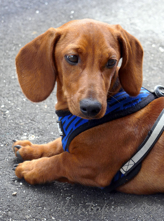 Dachshund on the end of a leash-also known as the weiner or sausage dog