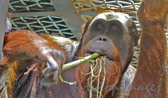 Orangutan in movement feeding