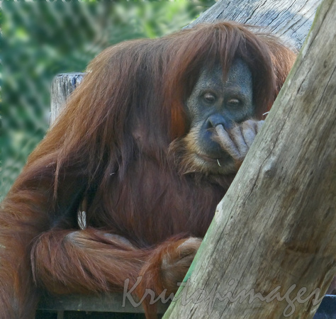 Orangutan picking nose