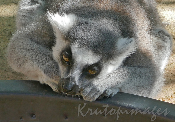 Lemur close up resting -pensive