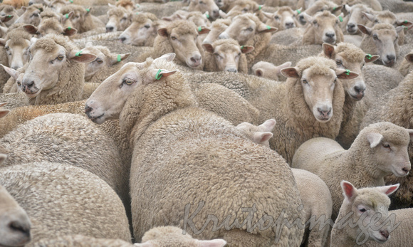 Sheep waiting for shearing