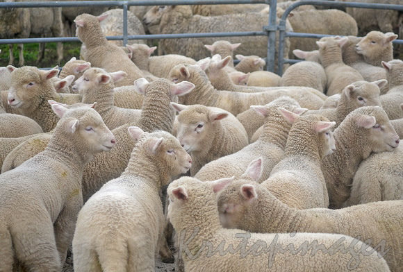 Sheep wating shearing