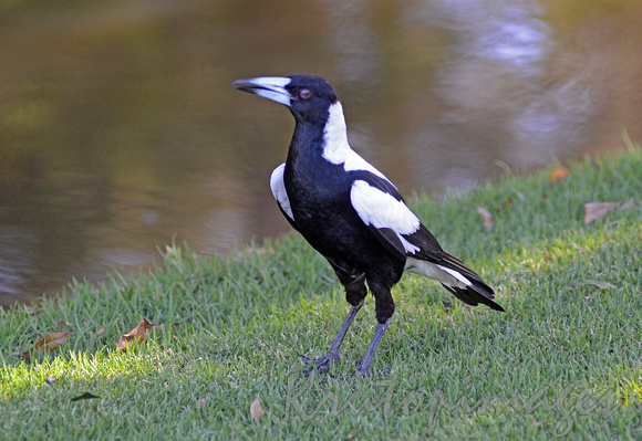 Magpie-familiar in Australia