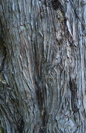 Tree bark close up detail