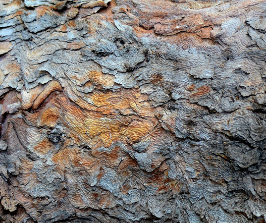 Bark- close up detail texture