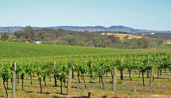 Barossa Valley South Australia panorama