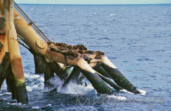 Colony of fur seals on offshore platform legs05
