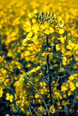canola up close and personal