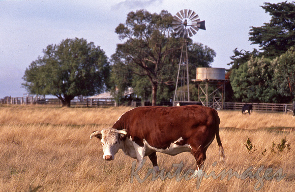 Hereford cow on a rural property-Victoria