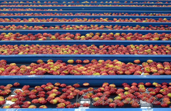 Apples being washed prior to dispatching
