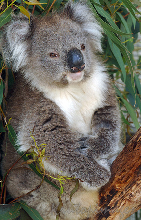 koala-A mature koala nestled into the fork of a gumtree-Victoria, Australia