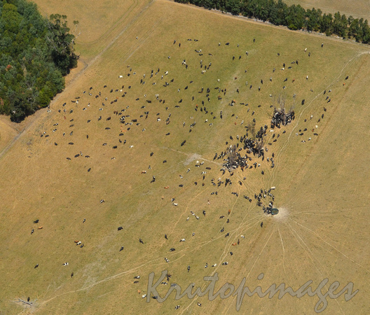 aerial cattle moving to water