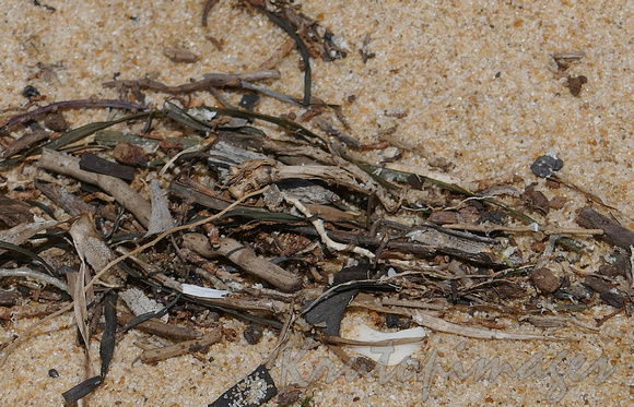 driftwood and twigs gathered in the coarse sand in the Gippsland Lakes Victoria