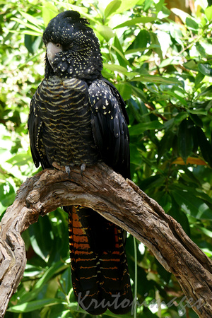 Red Tailed Black Cockatoo is now an endangered species especially in South East Australia-2