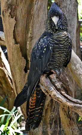 Red Tailed Black Cockatoo is now an endangered species especially in South East Australia