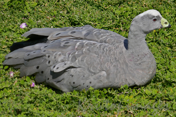 Canadian Bay Goose resting