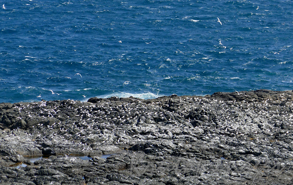 Seagulls populate the rocky outcrops surrounding the Nobbies at Phillip Island