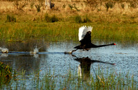Black Swan lifts off the wetlands waterf