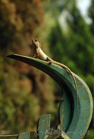 iguana lizard perched on a timber sculpture