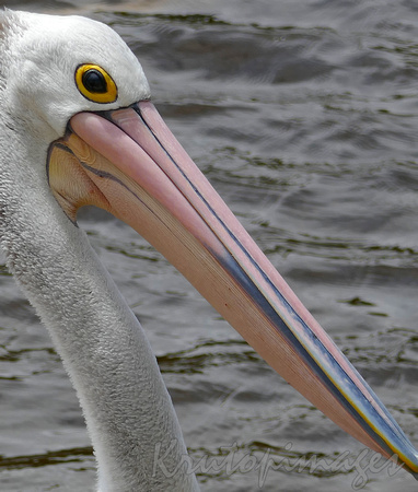 Pelican close up head pic