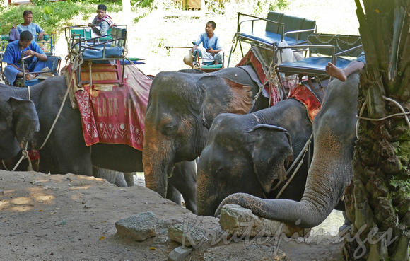 elephant sanctuary Thailand