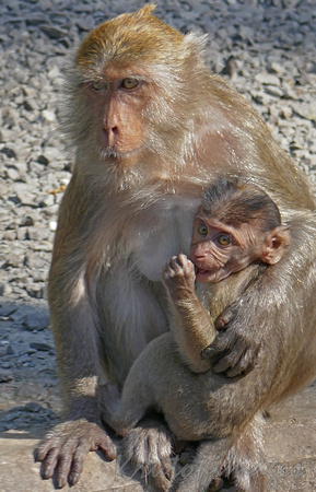 mother & baby monkey Thailand