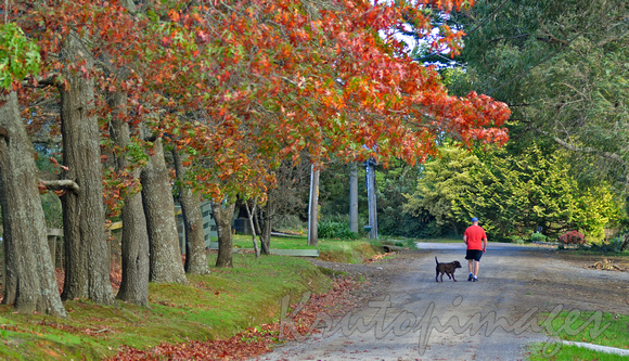 autumn scene Cardinia, a man walks his dog on a country road-Victoria.