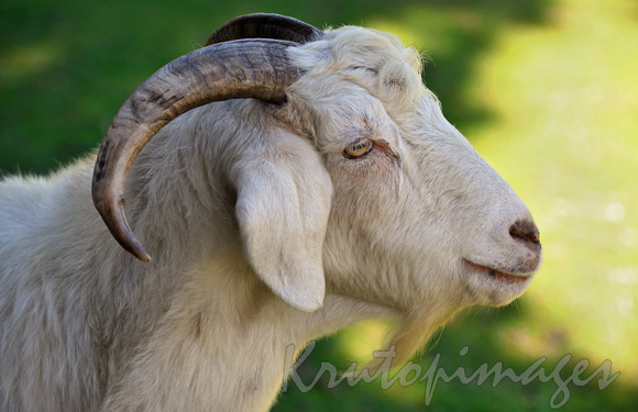 Goat -close up portrait of head